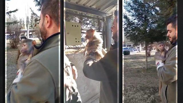 Tropikal ormanlardan buralara kadar gelmiş! Burada o da mümkün: Yolda yürürken maymun buldu...