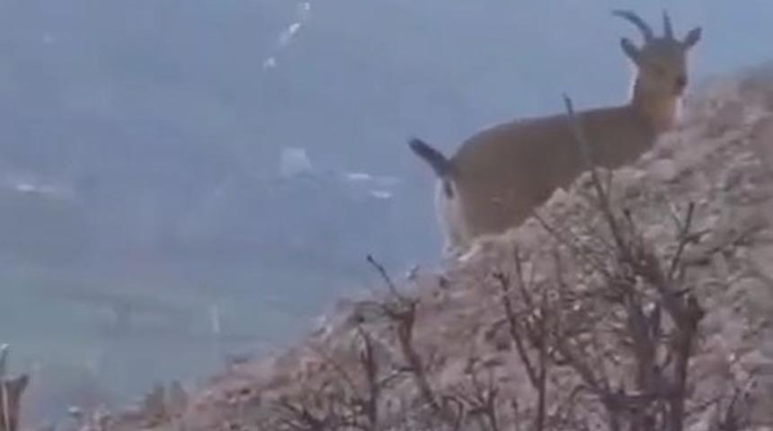 Dağ keçilerini görüntülemek için keçi gibi tırmandı