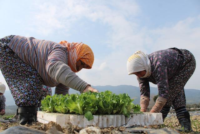 Aydın'da yaz marulları toprakla buluştu