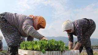 Aydın'da yaz marulları toprakla buluştu