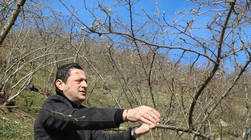 Kar yağışı fındık üreticisini sevindirdi