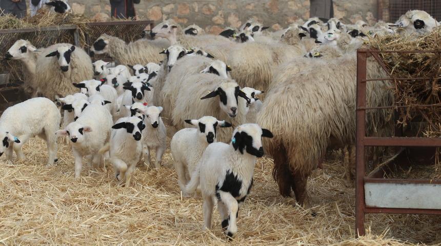 Yer: Amasya! Süt kuzularının anneleriyle buluştu, ortaya bu güzel görüntüler çıktı