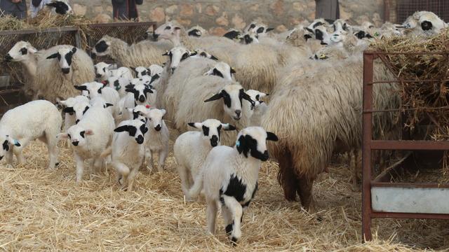 Yer: Amasya! Süt kuzularının anneleriyle buluştu, ortaya bu güzel görüntüler çıktı