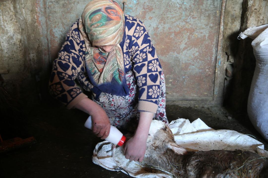 Veteriner bile şaşırdı! Kafasındaki şişkinliği gören şoke oldu... Başı öne doğru büyümüş! 1