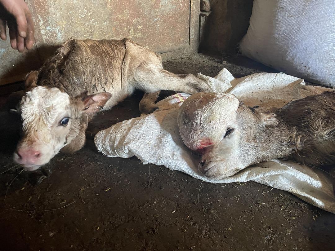 Veteriner bile şaşırdı! Kafasındaki şişkinliği gören şoke oldu... Başı öne doğru büyümüş! 2