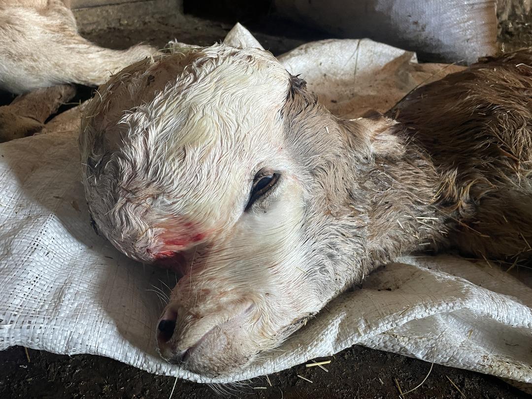 Veteriner bile şaşırdı! Kafasındaki şişkinliği gören şoke oldu... Başı öne doğru büyümüş! 3
