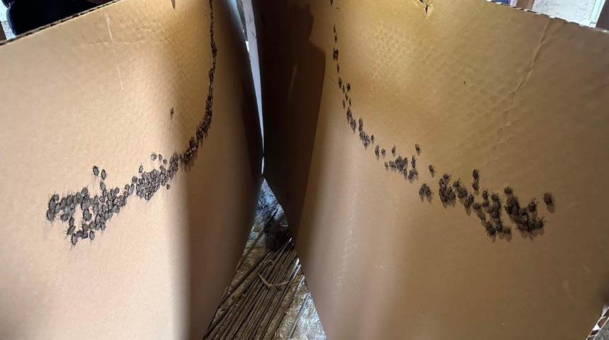 Havalar ısınınca kışlaklardan çıkmaya başladılar! Kahverengi kokarca zararlısıyla mücadele sürüyor