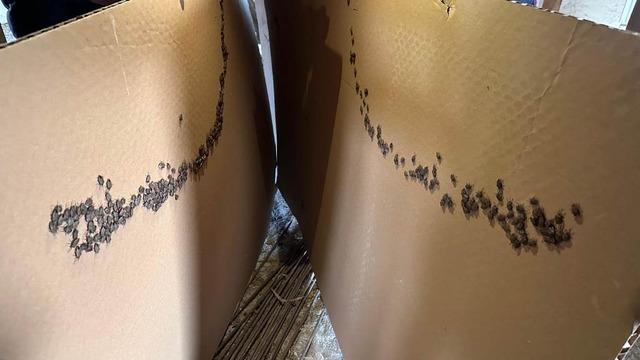 Havalar ısınınca kışlaklardan çıkmaya başladılar! Kahverengi kokarca zararlısıyla mücadele sürüyor