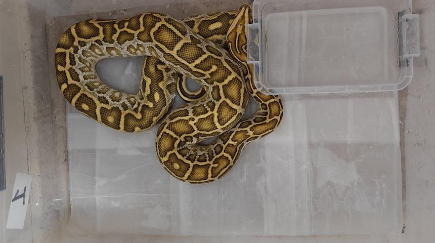 Yer: Sivas! Egzotik hayvan kaçakçılığı operasyonunda 4 yılan ve 1 tarantulaya el konuldu