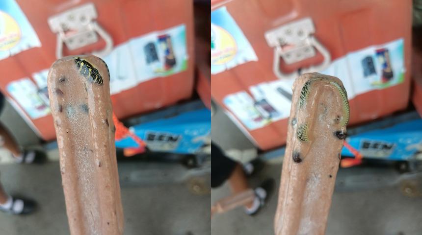 Pes dedirten görüntü: Tayland'da dondurmanın içinden yılan kalıntıları çıktı!