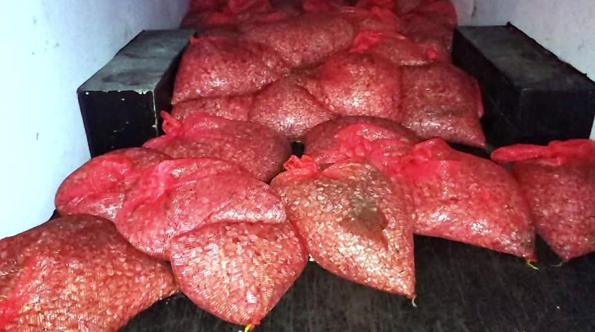 Samsun'dan Çanakkale'ye sevk edilecekti! 3 ton beyaz kum midyesi ele geçirildi 