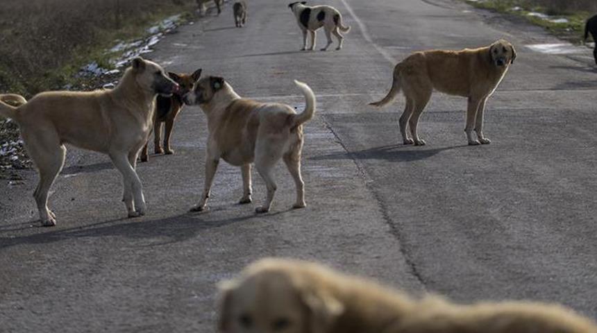 İstanbul Valiliği'nden sokak hayvanlarıyla ilgili genelge! 17 Mart'a kadar süre verildi