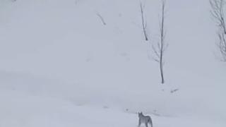 Yer: Adana... Karlı arazide böyle görüntülendiler! 