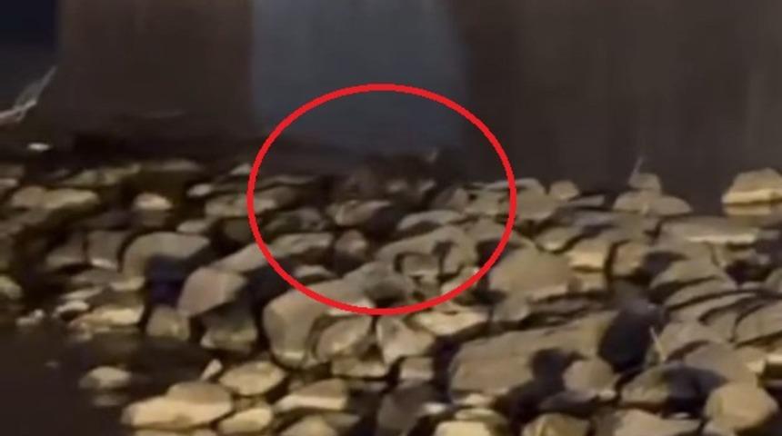 Nesli tükenme tehlikesi altında! Diyarbakır'da 3 su samuru görüntülendi