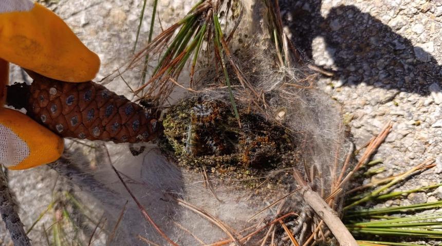 Bozcaada'da orman zararlılarıyla mücadele sürüyor
