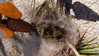 Bozcaada'da orman zararlılarıyla mücadele sürüyor