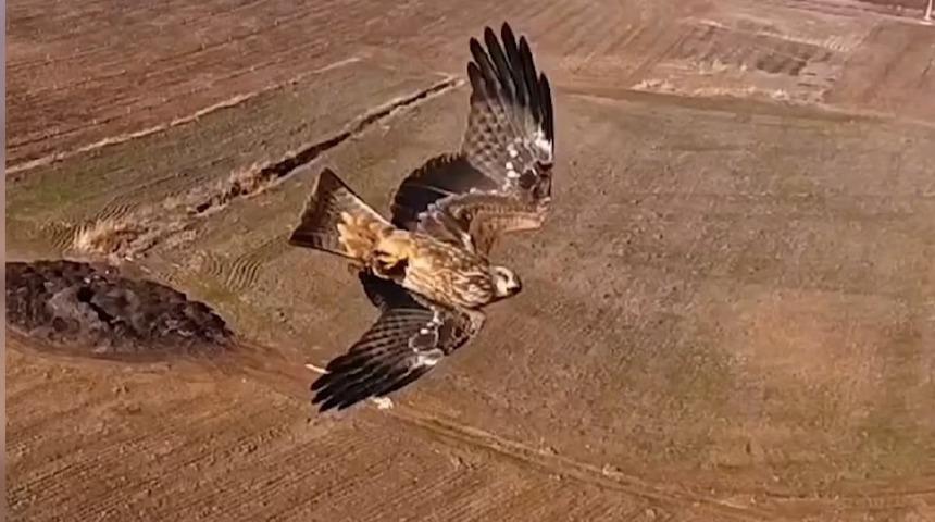 Kızıl şahinlerin dronla mücadelesi! O anlar kamerada
