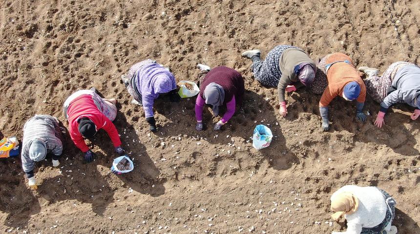35 yıldır sarımsak tarlasına emek veren kadın: &ldquo;D&uuml;ğ&uuml;ne bayrama gider gibi sarımsak tarlasına geliyoruz&rdquo;