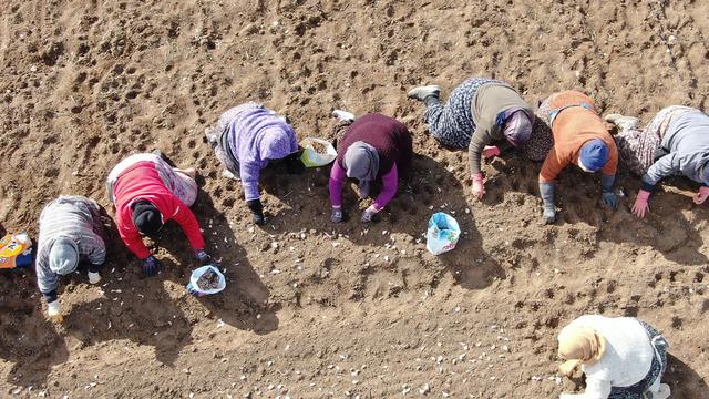 35 yıldır sarımsak tarlasına emek veren kadın: “Düğüne bayrama gider gibi sarımsak tarlasına geliyoruz”