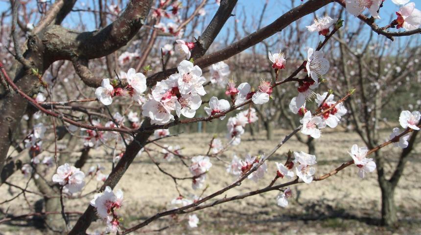 Sıcaklık arttı, kayısı bahçeleri beyaza büründü