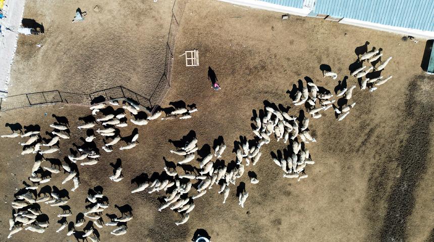 Babasına destek olmak isteyen Ayşe, 300 küçükbaşa çobanlık yapıyor!