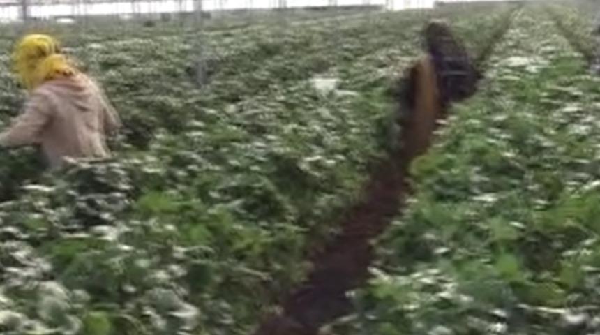 Mersin’de çilekte zirai dondan olumsuz etkilendi