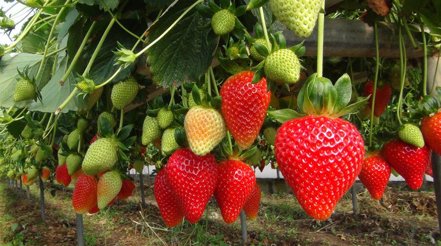 Yüzde 20'ye varan kayıp! Tarlada kilosu 85 TL 