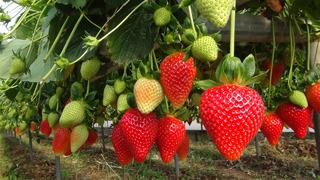 Yüzde 20'ye varan kayıp! Tarlada kilosu 85 TL 