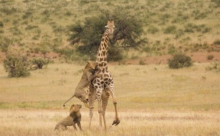 Hayvanlar dünyasından inanılmaz anlar! G1