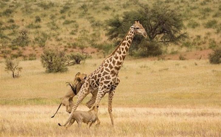 Hayvanlar dünyasından inanılmaz anlar! G2