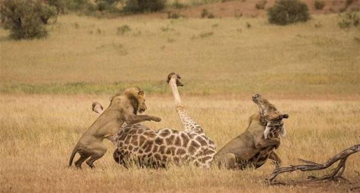 Hayvanlar dünyasından inanılmaz anlar! G4