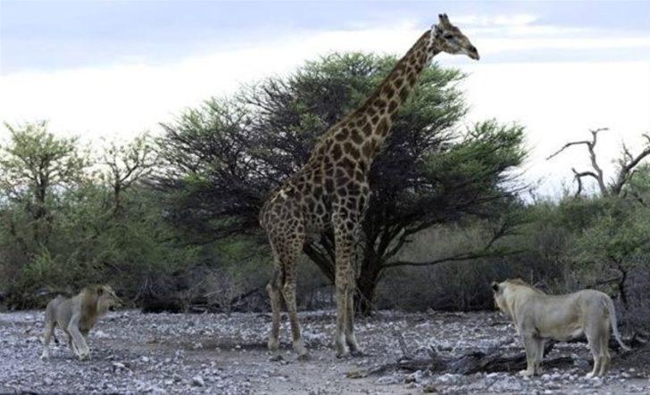 Hayvanlar dünyasından inanılmaz anlar! G5