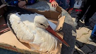 Göç yolundaki leylek, av tüfeğiyle vurulmuş halde bulundu: Çok üzüldük, İnşallah sağlığına kavuşur