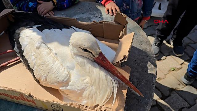 Göç yolundaki leylek, av tüfeğiyle vurulmuş halde bulundu: Çok üzüldük, İnşallah sağlığına kavuşur