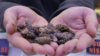 Ramazan ayında yoğun ilgi görüyor! Sigara tiryakilerine çözüm yolu: Karabaş otu! Faydaları saymakla bitmiyor