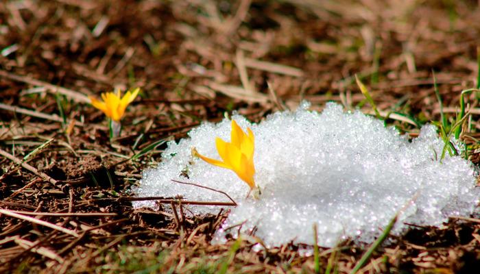 Çiğdem pilavı Ramazan sofralarına lezzet kattı...