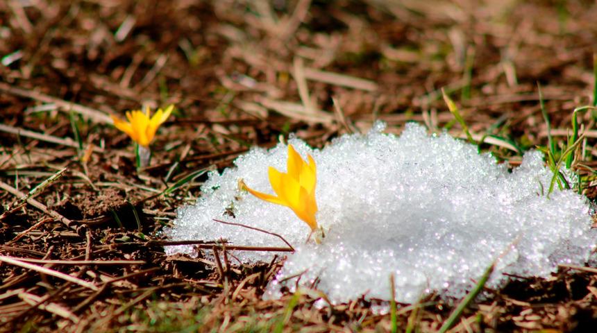Baharın müjdesi geldi son cemre toprağa düştü! Çiğdem pilavı geleneği Ramazan sofralarına lezzet kattı...