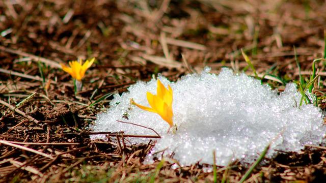 Baharın müjdesi geldi son cemre toprağa düştü! Çiğdem pilavı geleneği Ramazan sofralarına lezzet kattı...