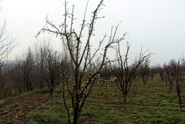 Tokat'ta erik ağaçları çiçek açtı