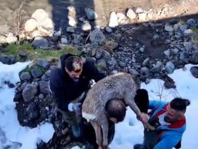 Dereye düşen karacayı omuzlayıp sağ salim çıkarttı