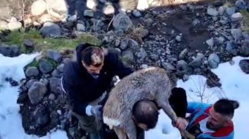Dereye düşen karacayı omuzlayıp sağ salim çıkarttı