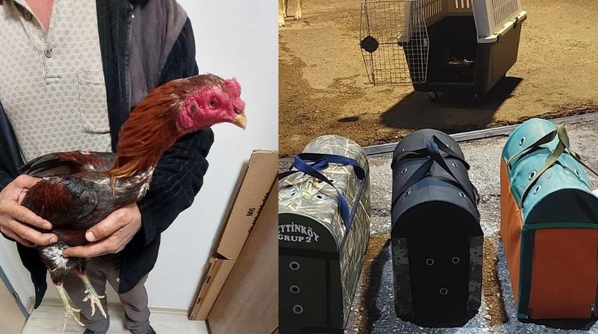 Antalya'da horoz dövüşü operasyonu düzenlendi: Para cezası kesildi…