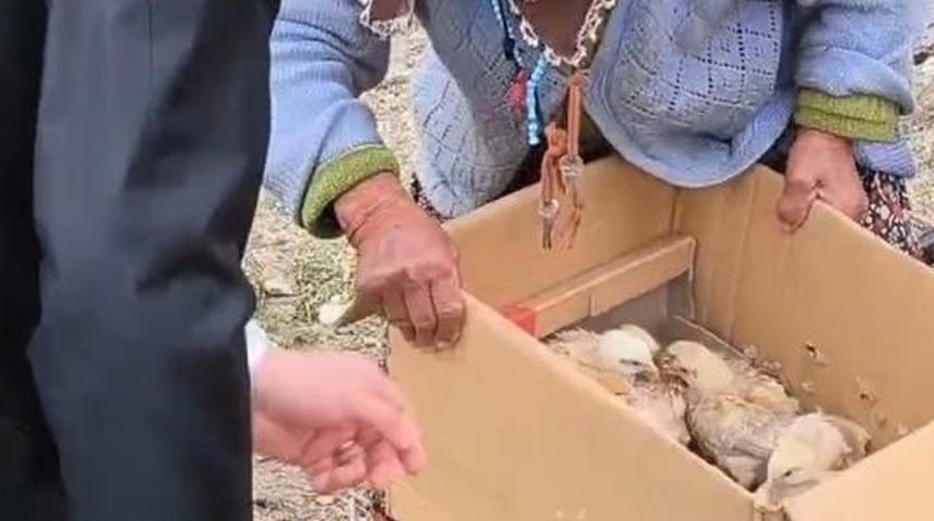 Tilki nöbeti tutan Tayyibe nineye civciv hediye edildi