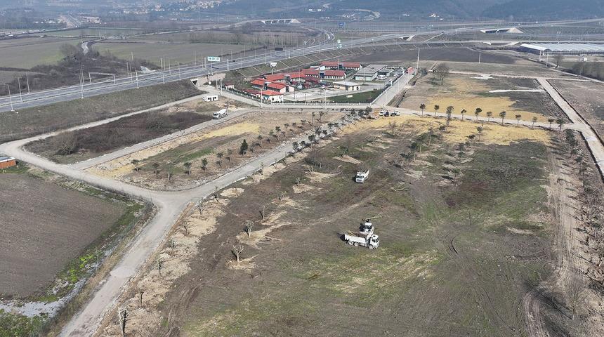 Sakarya'da metrobüs hattı için sökülen ağaçlar yeni yuvasına taşınıyor! 120’den fazla ağaç dikildi
