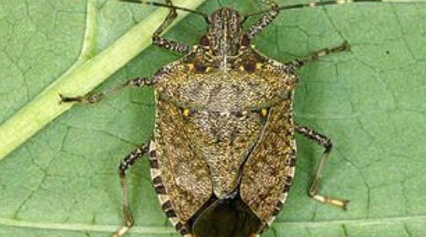 Kahverengi kokarca alarmı! Ziraat Odaları Birliği Başkanı Bayraktar uyardı…