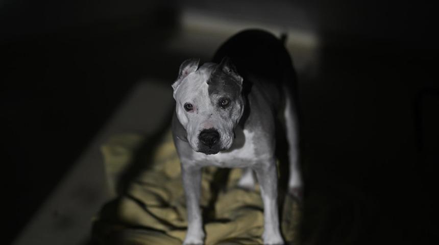 Köpek sahibini bacağından vurdu! Akıl almaz olay ABD'de yaşandı: Köpeği yatağa atlayınca...