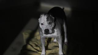 Köpek sahibini bacağından vurdu! Akıl almaz olay ABD'de yaşandı: Köpeği yatağa atlayınca...