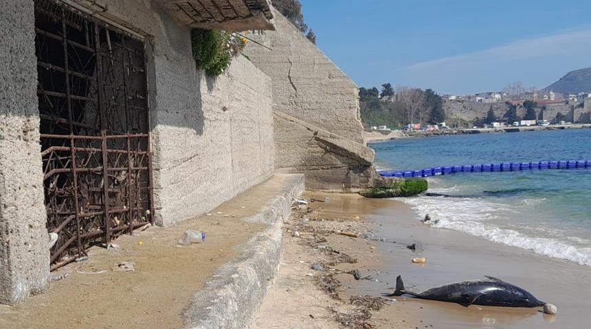 Sinop'ta endişe veren olay! Bir gün arayla 2 kez kıyıya ölü yunus vurdu