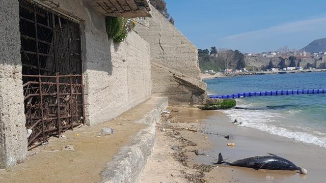 Sinop'ta endişe veren olay! Bir gün arayla 2 kez kıyıya ölü yunus vurdu