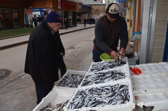 Fatsa’da yerli hamsi 10 TL’ye düştü